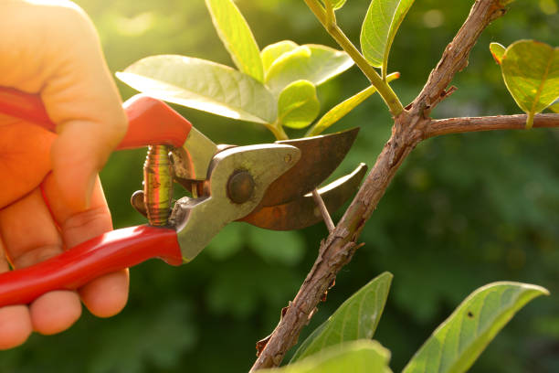 Best Residential Tree Removal  in Baxter Estates, NY